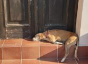 Dream Meaning of A Dog In Heat