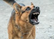 Dream Meaning of Dog Barking At You