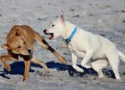 Dream Meaning of A Dog Biting You