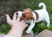 Dream Meaning of Dog Biting My Finger