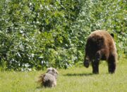 Dream Meaning of Bear Chasing You