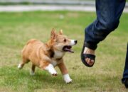 Dream Meaning of Dog Chasing Me
