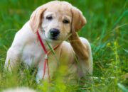 Dream Meaning of A Dog With Fleas