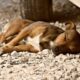 Dream Meaning of My Dog Getting Hit By Car