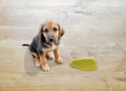 Dream Meaning of Dog Urine
