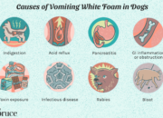 Dream Meaning of Vomiting White Substance