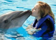 Dream Meaning of Swimming With Dolphins