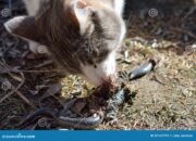 Dream Meaning of Cat Eating Snake