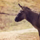 Dream Meaning of A Donkey