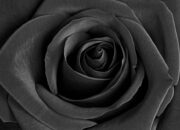 Dream Meaning of A Black Rose