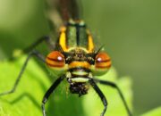 Dream Meaning of A Dragonfly