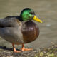 Dream Meaning of Ducks