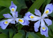 Dream Meaning of Having Tiny Iris