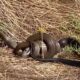 Dream Meaning of Killing A Black Snake