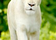 Dream Meaning of White Lioness