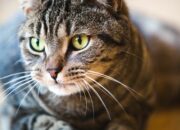 Dream Meaning of Gray Cat