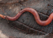 Dream Meaning of Worms
