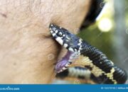 Dream Meaning of Snake Close To Biting You