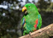 Dream Meaning of Parrot