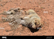 Dream Meaning of Dead Dogs In The Road