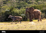 Dream Meaning of Elephant Chasing