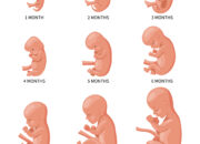 Dream Meaning of Fetus