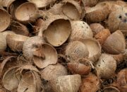 Dream Meaning of Coconut Shell