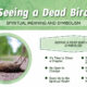 Dream Meaning of Seeing A Dead Bird