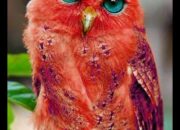 Dream Meaning of Red Owl