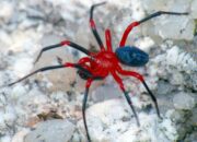 Dream Meaning of Red Spider