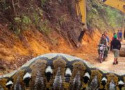 Dream Meaning of Giant Snake