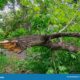 Dream Meaning of Falling Tree Branch