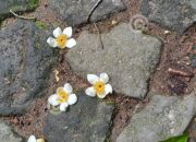 Dream Meaning of White Flowers Falling