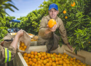Dream Meaning of Plucking Oranges