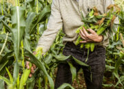 Dream Meaning of Harvesting Maize