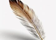 Dream Meaning of Feather