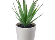 Dream Meaning of Potted Plants