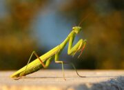 Dream Meaning of Praying Mantis