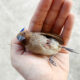 Dream Meaning of Bird Hitting Window