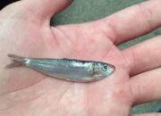 Dream Meaning of Baby Fish