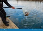 Dream Meaning of Catching Fish With Net