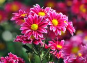 Dream Meaning of Flowers