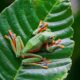 Dream Meaning of Many Frogs