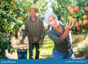 Dream Meaning of Picking Pears