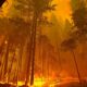 Dream Meaning of Forest Fire