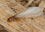 Dream Meaning of Flying Termites
