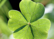 Dream Meaning of Four Leaf Clover