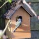 Dream Meaning of Bird In House
