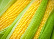 Dream Meaning of Corn