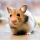 Dream Meaning of Hamster